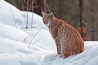 Luchs Katze auf Schneehuegel
