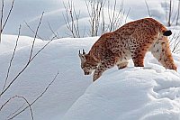 Luchs Katze Schnee abwaertsgeh