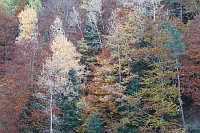 Baeume Herbstlaub bei Fanlo