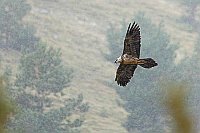 Bartgeier segelnd Schneefall