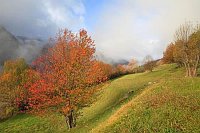 Wildkirschen im Pineta Tal