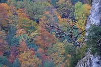 Anisclo Schlucht abgest Baum