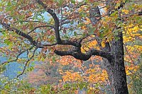 Eiche Herbstlaub Pyrenaeen