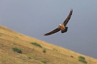 Bartgeier segelnd am Hang