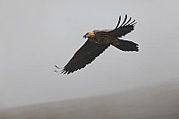 Bartgeier ueber Hang