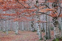 Rotbuchenwald Ordesatal