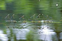 Federlibelle Eiablage