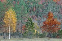 Birke Kiefer Buche Ordesa Tal