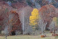 Herbstwald im Ordesa Tal