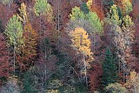 Mischwald Herbstfaerbung Fanlo