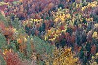 Mischwald im Herbst Vio Tal