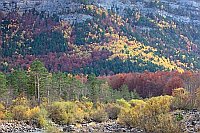 Mischwald im Ordesa Tal