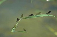 Gebaenderte Prachtlibelle