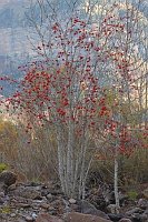 Eberesche mit Fruechten
