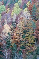 Herbstfaerbung bei Fanlo