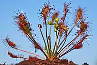 Sonnentau Mittlerer Fruchstand