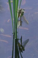 Koenigslibelle beim Schlupf