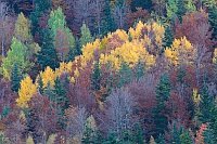 Hang mit bunter Laubfaerbung