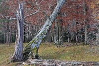 Rotbuchen abgest Stamm