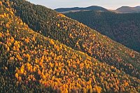 Baumhang im Herbst Abendlicht