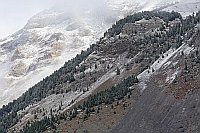 Berg mit Hakenkiefern