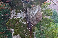 Rotbuche Baum Gesicht