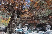 Rotbuche bei Bujaruelo