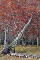 Rotbuche abgebroch Stamm