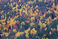 Escuain Tal Indian Summer