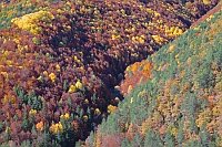 Herbstfaerbung im Vio Tal