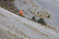 Pineta Tal Berghang roter Baum