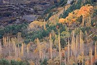 Weiden im Licht bei Sin