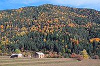Ordesa Hang Baeume im Herbst