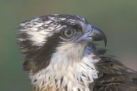 Fischadler Kopfportrait