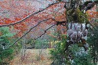 Rotbuche Detail im Herbst