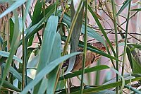 Zwergdommel im Schilf