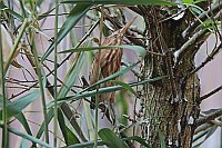 Zwergdommel in Weide