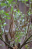 Zwergdommel Pfahlstellung