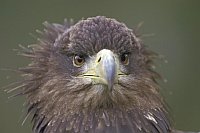 Seeadlerportrait 3 Jahre