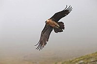 Bartgeier im Aktivflug