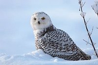 Schnee Eule aufmerksam