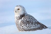 Schnee Eule von der Seite