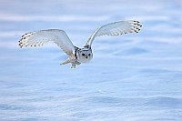 Schnee Eule im Flug v vorn