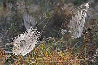 Spinnennetze 2 mit Tau im Lich