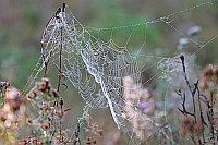 Spinnennetze mit Tau Pflanzen