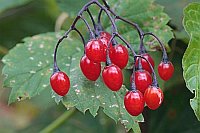 Bittersuesser Nachtschatten Fr