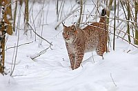 Luchs Kater im Schnee stehend