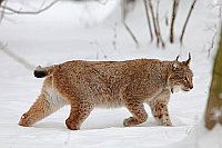 Luchs Katze im Schnee pirschen