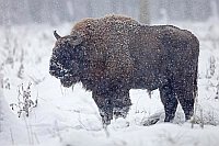 Wisent Stier im Schnee stehend
