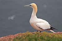 Basstoelpel auf Felsen